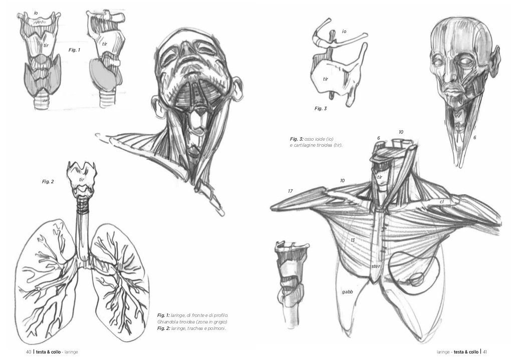 Anatomia artistica Carnet di morfologia