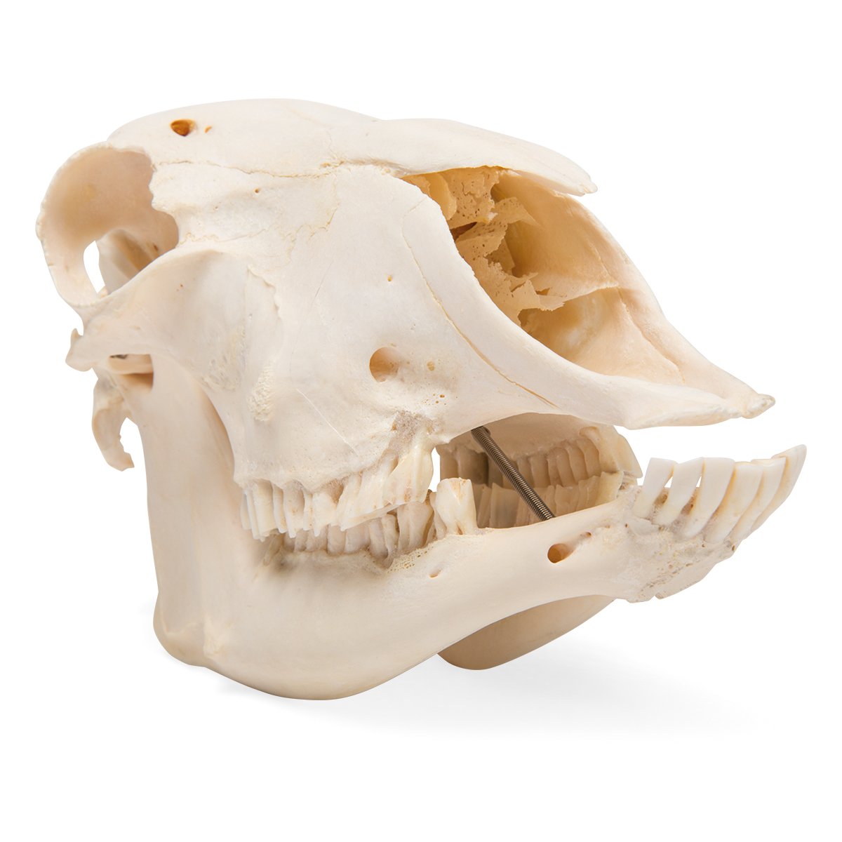 3B Scientific GmbH T300181m Sheep Skull, m