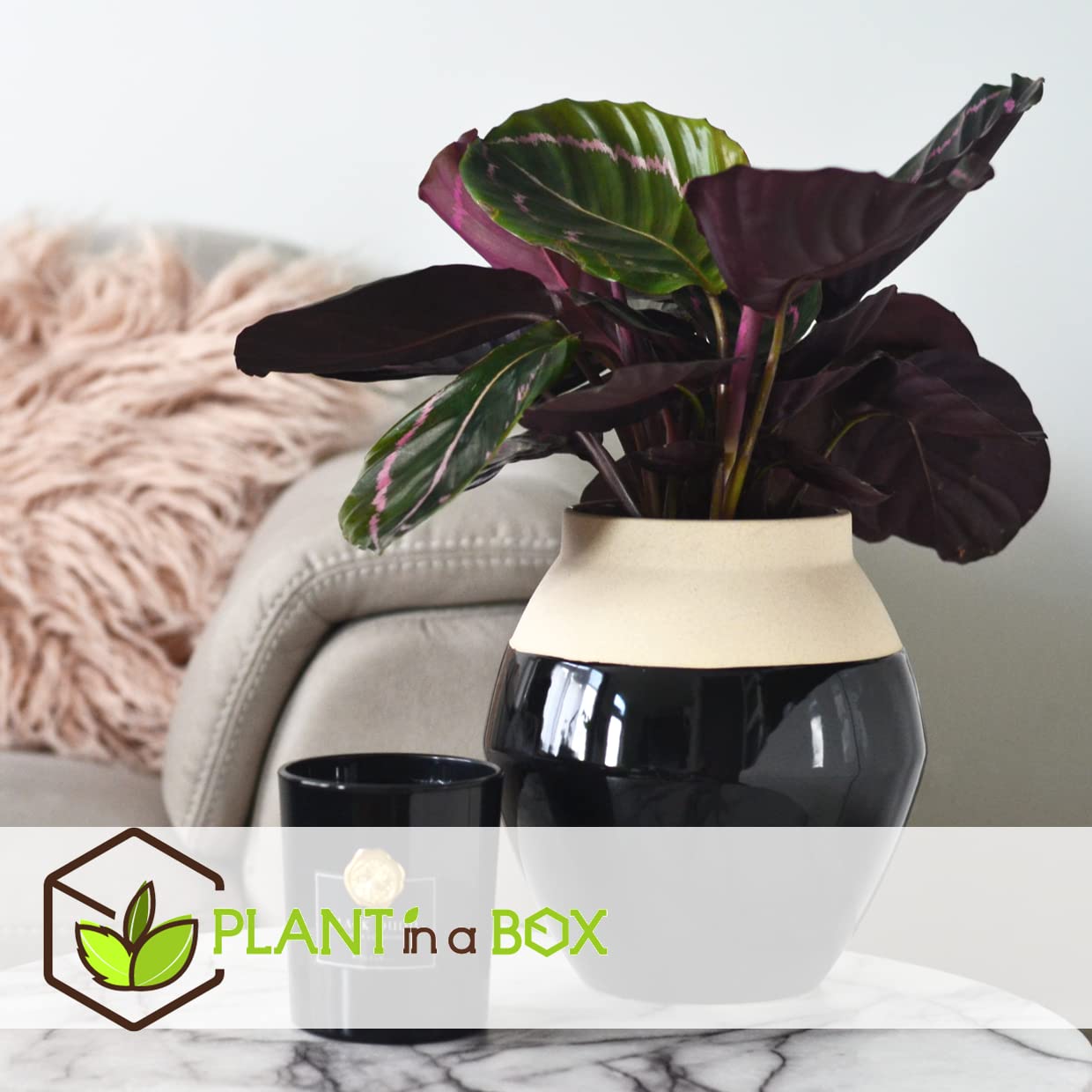 Plant in a Box - Calathea 'Dottie' - Korbmarante - Luftreinigende  Zimmerpflanze - Schnen Blttern - Topf 17cm - Hhe 30-40cm : Amazon.de:  Garten