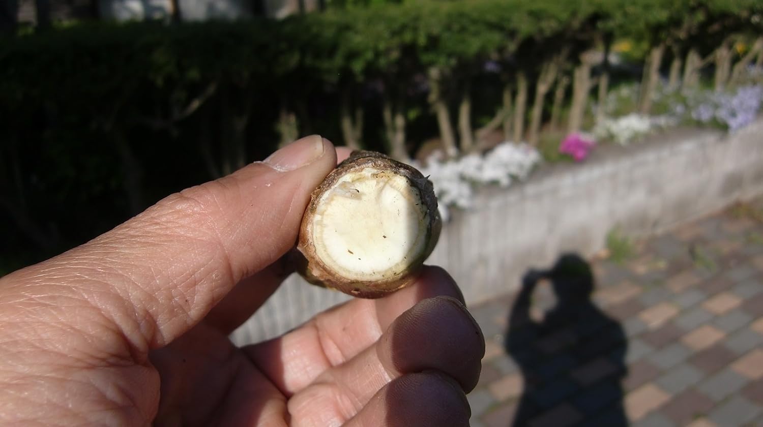 Amazon.co.jp: 国産 天然 タラの芽 大粒 500g 奥会津旬彩館 : 食品 