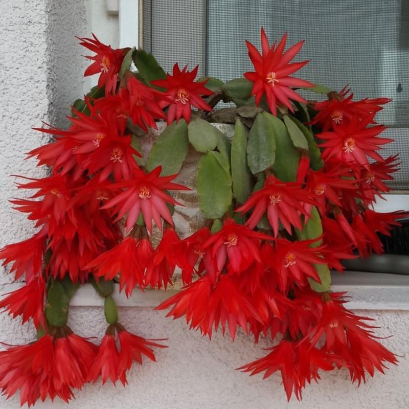 Miniatura 3 de Planta de cactus de Pascua roja, de 4 a 6 pulgadas, plantas de cactus de Pascua de primavera, planta suculenta para jardín interior