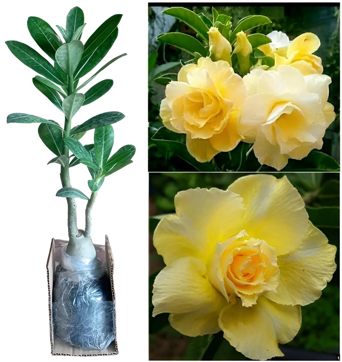 Oxiflora"Bonsai Live Plant Desert Adenium (Yellow Colour) Flower-1 Healthy Live Decorative Flowering Plant Nursery Grow Bag for Home Garden (B0C7P7JRYV) Amazon Price History, Amazon Price Tracker