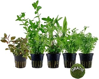 AquaOne Aquarium Pflanzen I 5x Wasserpflanzen I Anti Algen Aquarienpflanzen I Schnellwachsende Bacopa Hygrophila Ludwigia Limnophila plus Mooskugel I Algenkiller Set