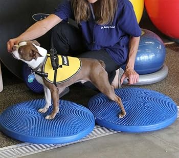 Amazon.co.jp: [オールフォーワンズライフ］犬用 アジリティ