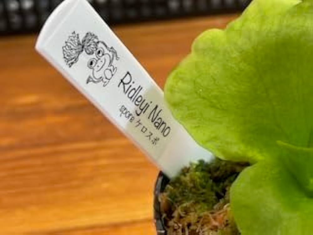 Amazon｜frog_yamato【ridleyi nano】リドレイ ナノ 細葉 ビカクシダ