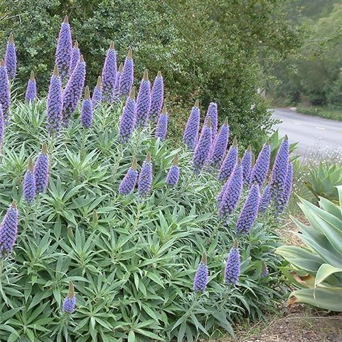 Echium Fastuosum (candicans) Seeds (Exotic Flower Seeds)