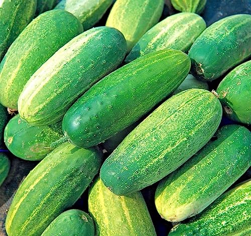 Buy4seeds Vegetable Gherkin National 80 Seeds Pickling Gherkin Cucumber Easy for Grow Garden