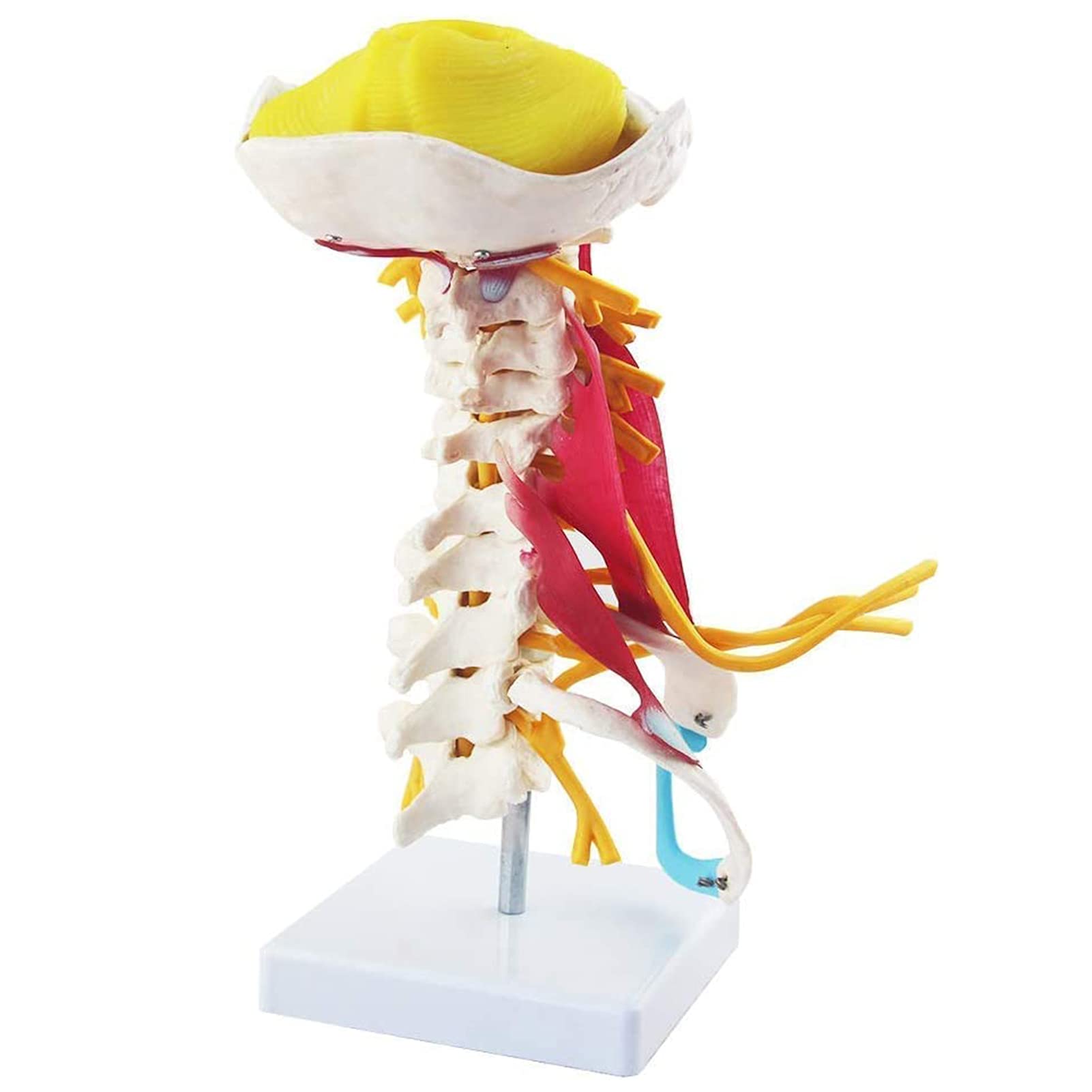 Anatomy Model, Human Cervical Spine Model with Muscles, Cervical Vertebra Arteria Spine Spinal Nerves Anatomical Model Anatomy for Science Classroom Study Display