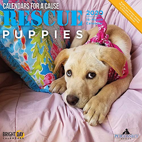 2020 Rescue Puppies Wall Calendar by Bright Day, 16 Month 12 x 12 Inch, Cute Dogs Puppy Animals for a Cause Canine Sherpherd Terrier Collie