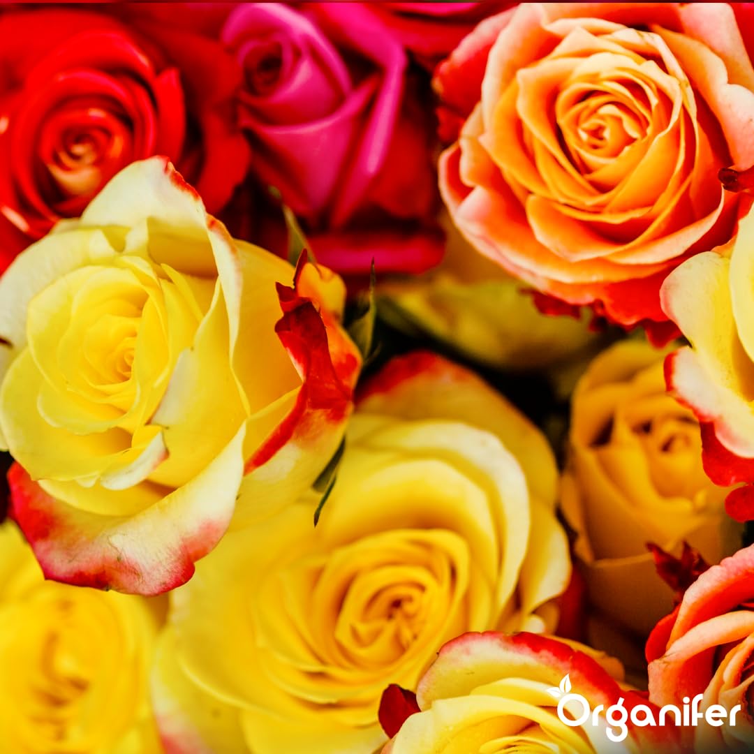 Fertilizzante Liquido Per Rose 10L – Concime Organico Per Fioritura Abbondante E Fogliame Sano – Rafforza Radici E Vitalità – Organifer