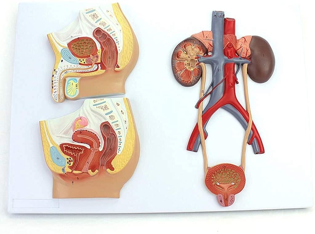 Model badawczy Model anatomii człowieka Model nauczania medycznego Model męskiego i żeńskiego układu moczowo-płciowego do pomocy dydaktycznych narzędzie