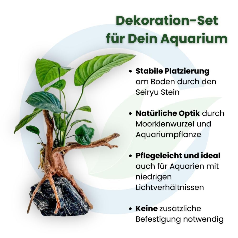 AquaOne Anubias barteri Plante sur racine de moorcie avec pierre Seiryu Décoration d'aquarium Plante aquatique Racine Roche Mini paysage Aquascaping Facile d'entretien