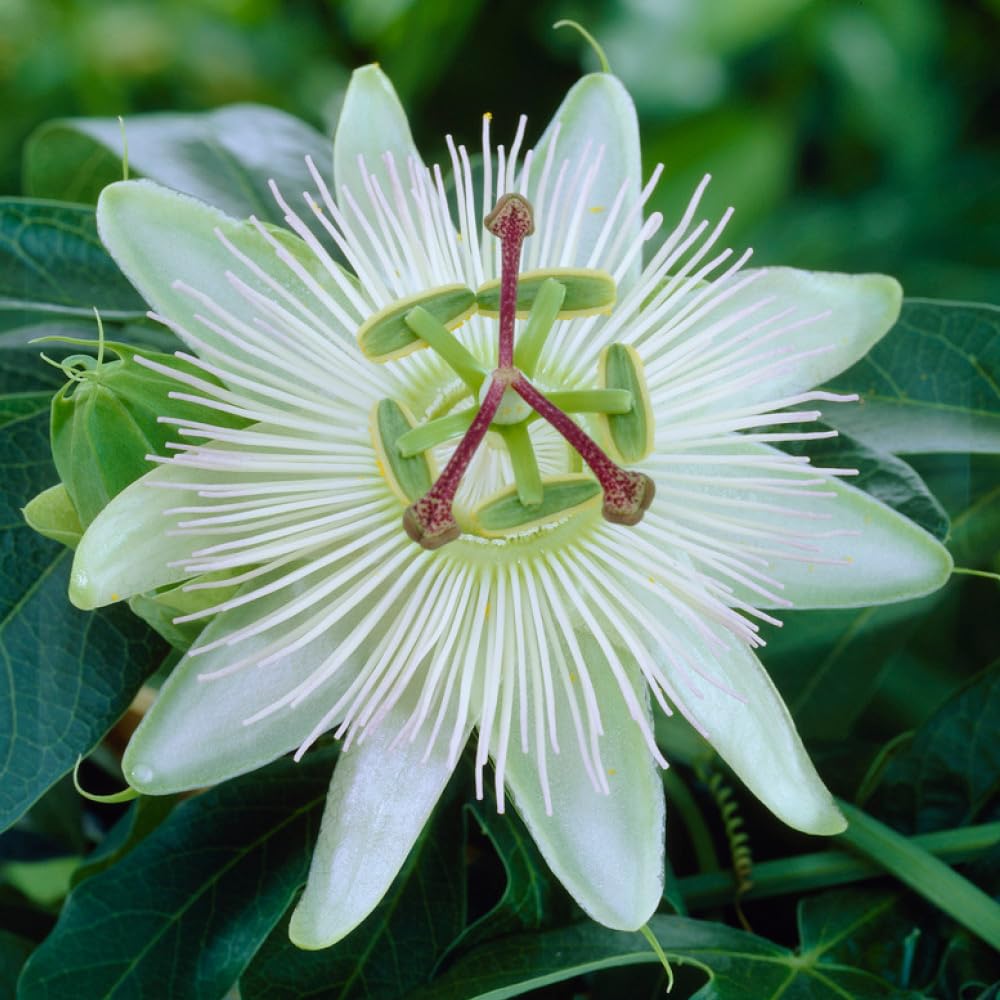 You Garden - Passiflora Constance Elliot in a 9cm Pot - Exotic Passion Flowers for Gardens - Perfect in Pots for Patios - Passion Vine Garden Ready Plants in Pots - Perfect for Exotic Gardens