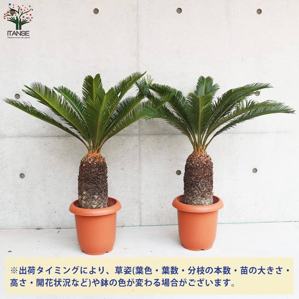 ソテツ 高さ約35cm 現品］33番 ソテツ 7号 蘇轍 観葉植物 プラスチック鉢 幹高 | PF
