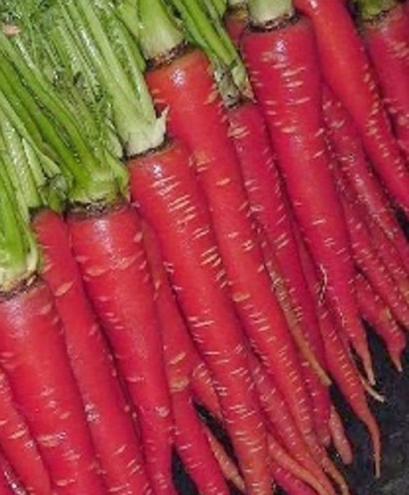 Live Green Vegetable Seeds | Carrot Red F1 Hybrid | Gazar Seeds | Vegetable Seeds For Gardening (B098TSXH36) Amazon Price History, Amazon Price Tracker