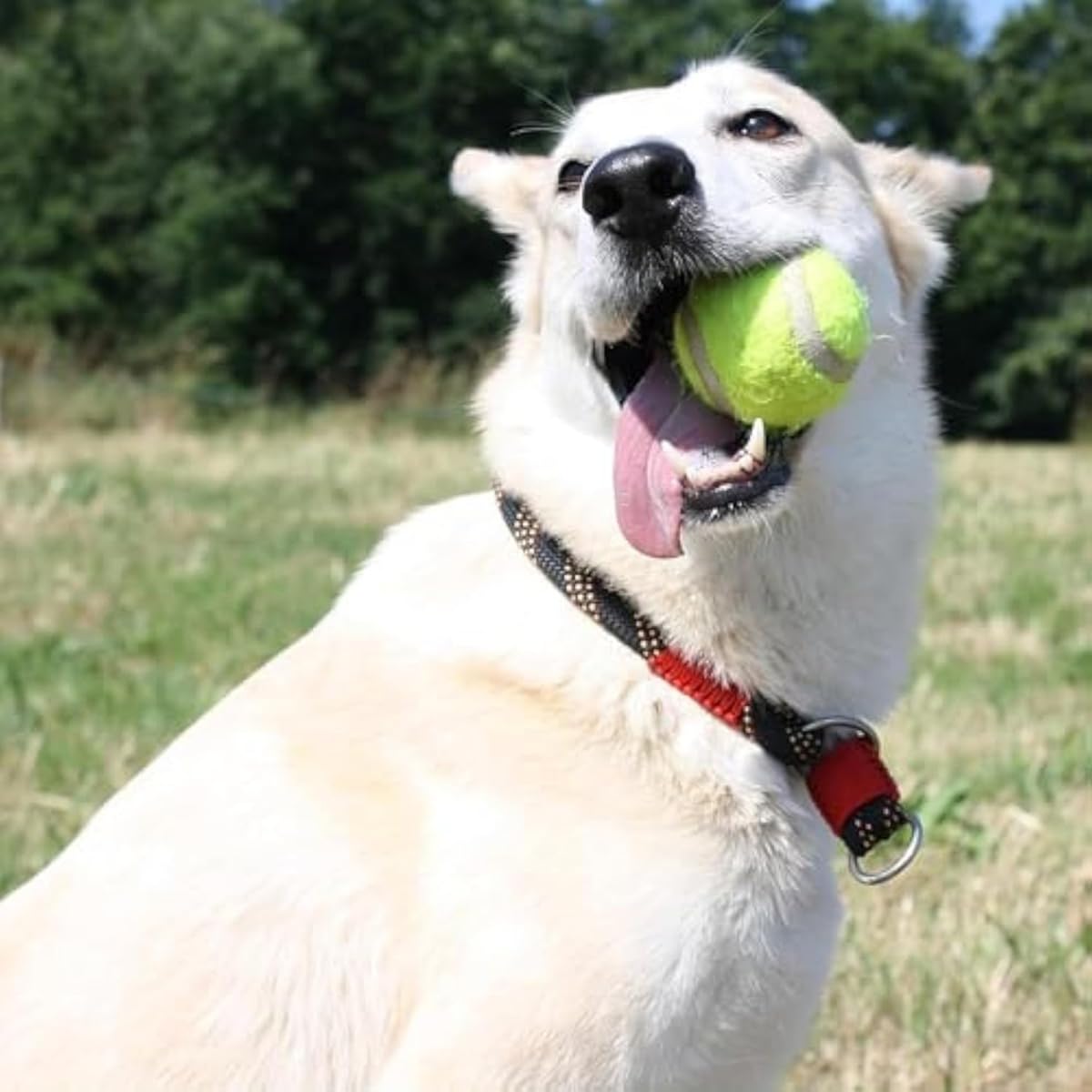 Automatischer Hundetenniswerfer Mini Haustier Verfolgungsspielzeug Wiederaufladbare Wurf-Pinballmaschine Interaktiver Spaß
