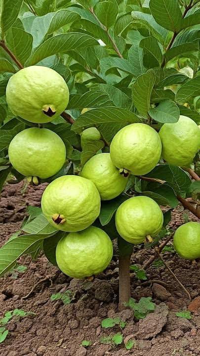 Guava Plant, Fresh Tropical Fruit Tree, Green, Live Plant for Garden