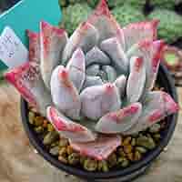 Prizum 特大 (韓国苗) Prizum 特大 (韓国苗)