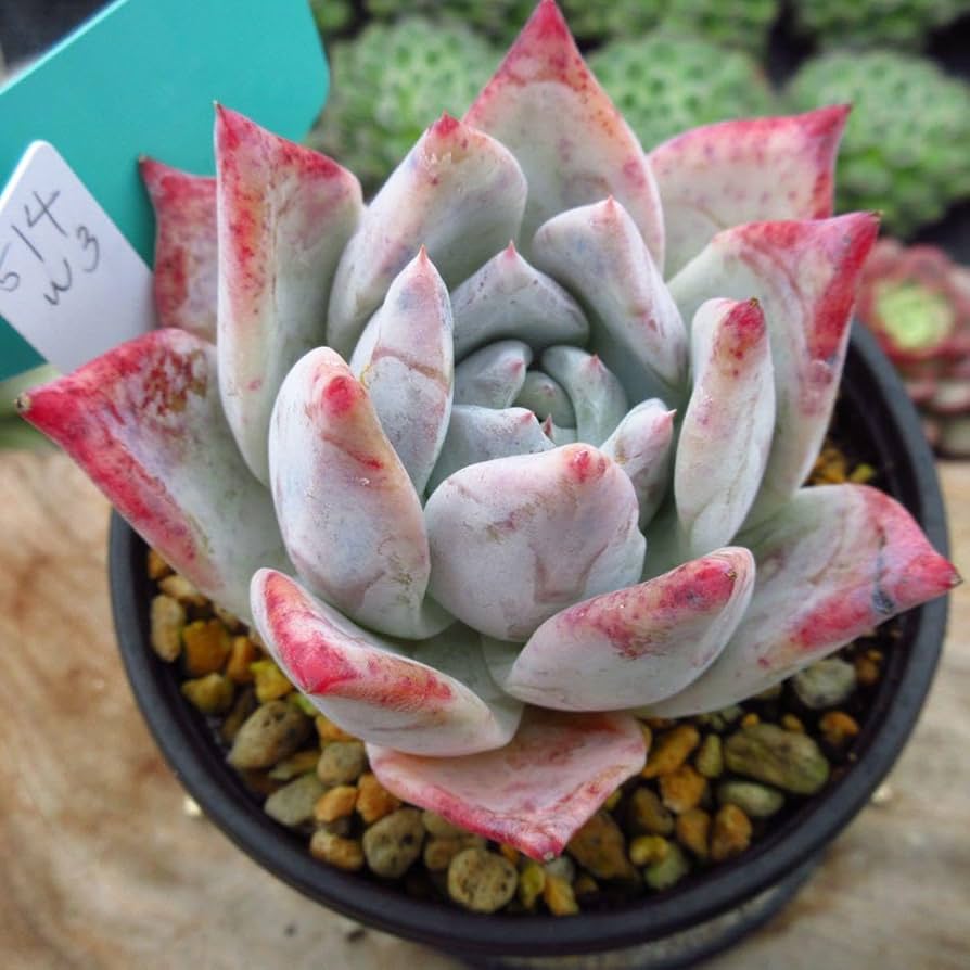 Amazon.co.jp: 多肉植物 ホワイトロビン 特大 韓国苗 美苗 #514