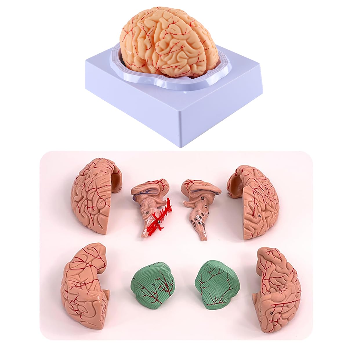 Modello Cervello Umano Anatomia Modello Cervello 8 Parti Cervello Falso Con 32 Identificatori Digitali Cervello Arteria Insegnamento Per Classe Scientifica