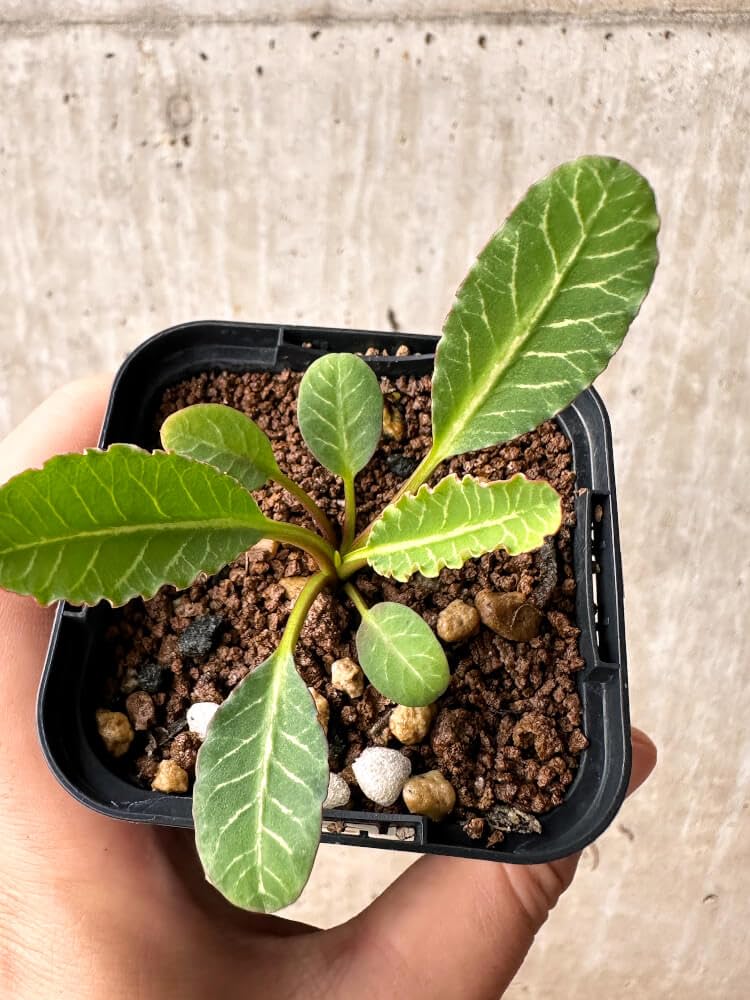 ユーフォルビア スパンリンギー（フィッシュボーン Euphorbia spannringii【ユーフォルビア・スパンリンギー