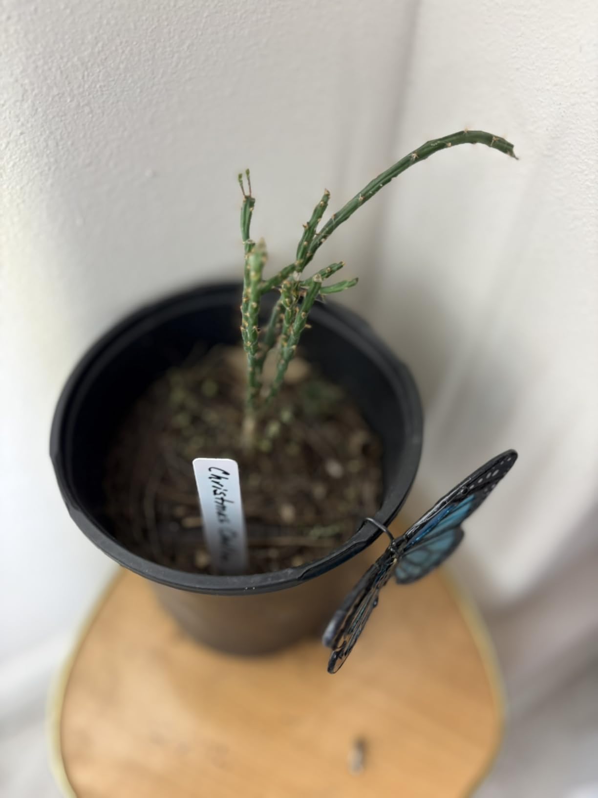 Customer photo of 4-Inch Garden Plant Labels