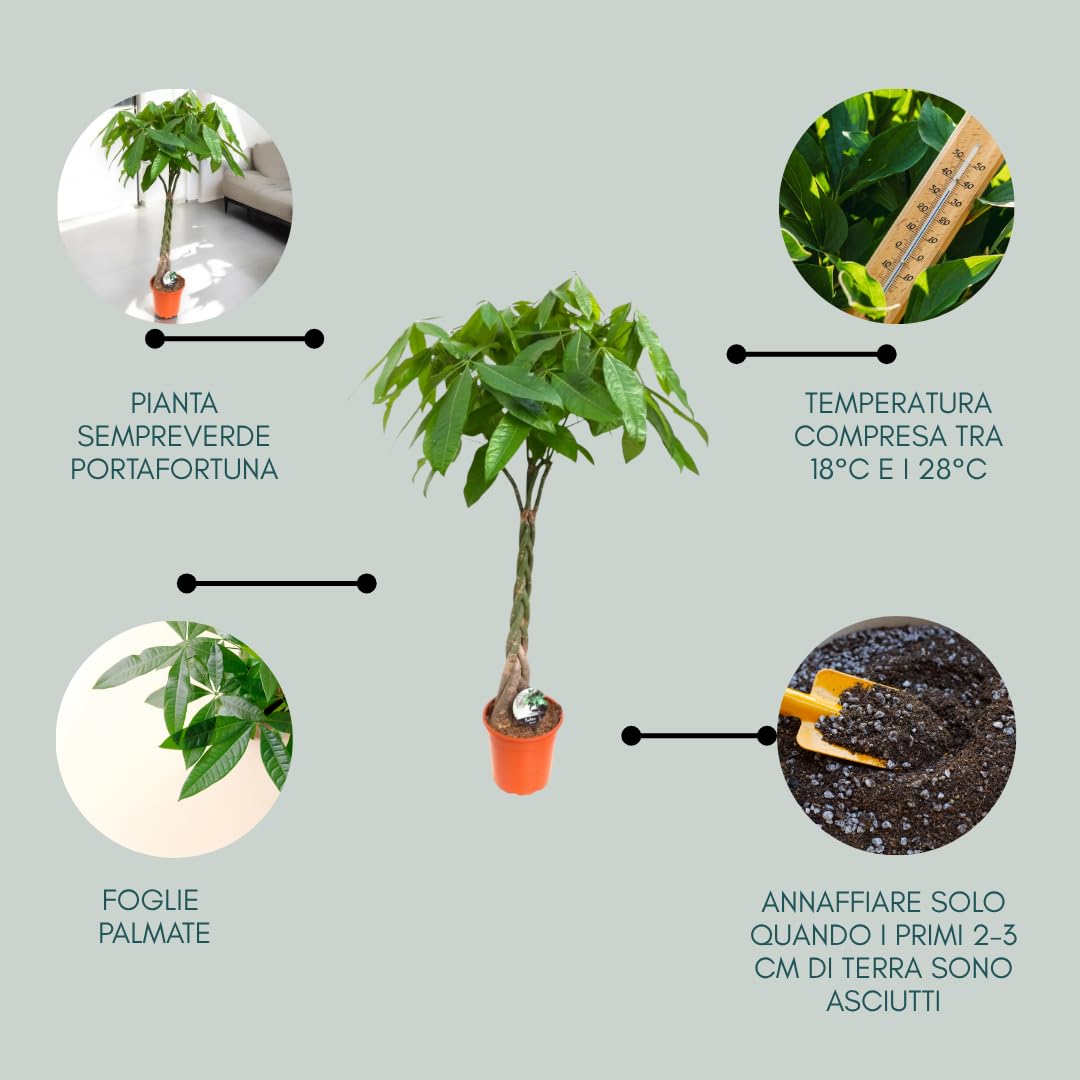 Pachira aquatica Pianta Vera da Interno, 115-125 cm | Pianta sempreverde, Vaso da 24 cm, Facile da curare