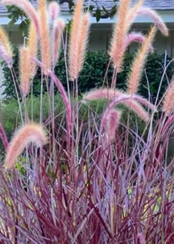 Purple Fountain Ornamental Grass Starter Plant