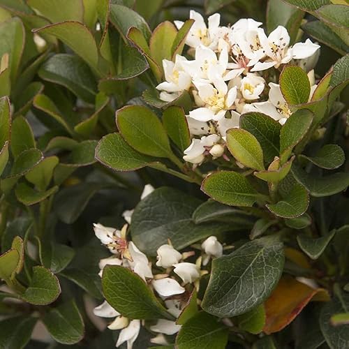 Miniatura 5 de Blooming & Beautiful - Southern Moon Yedda Hawthorn - 3 gal - Monrovia - Arbusto de hoja perenne - Flores blancas de primavera - Follaje verde -