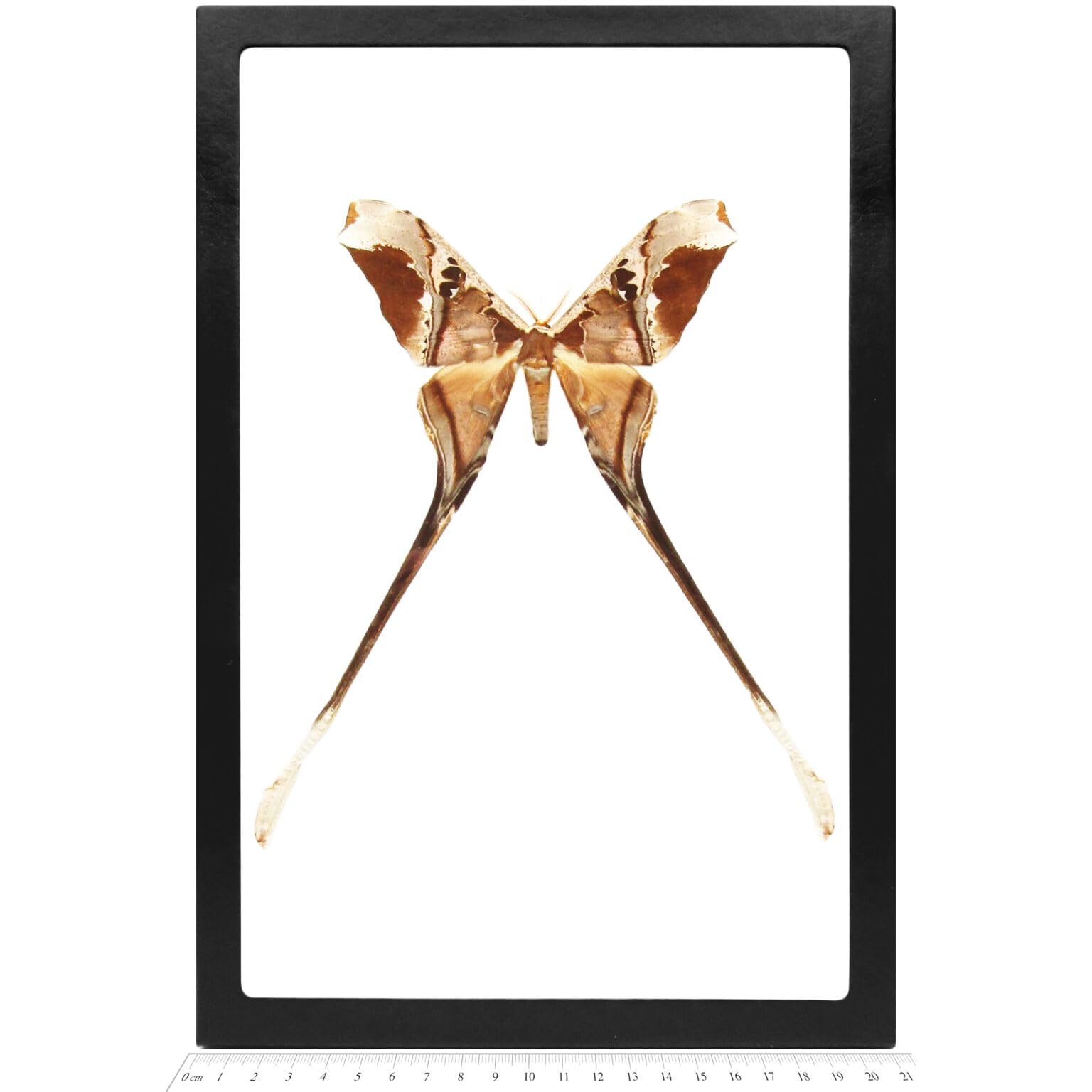 BicBugs Copiopteryx semiramis MALE framed saturn moth French Guyana