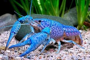 Live Electric Blue Lighting Crayfish for Ponds