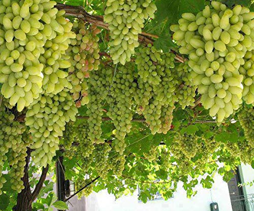 IndianAgro Live Grapes Fruit Plant - Sweet Vine Fruit Plant - 1 Healthy Fruit Plant - Pack In Poly Bag.