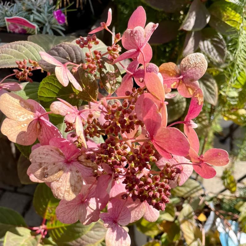 Hydrangea Plant Live for Planting, 7-12" Tall, Hydrangea Tree Live Plant in Pot, Hydrangea Flowers (Pink White Hydrangea)