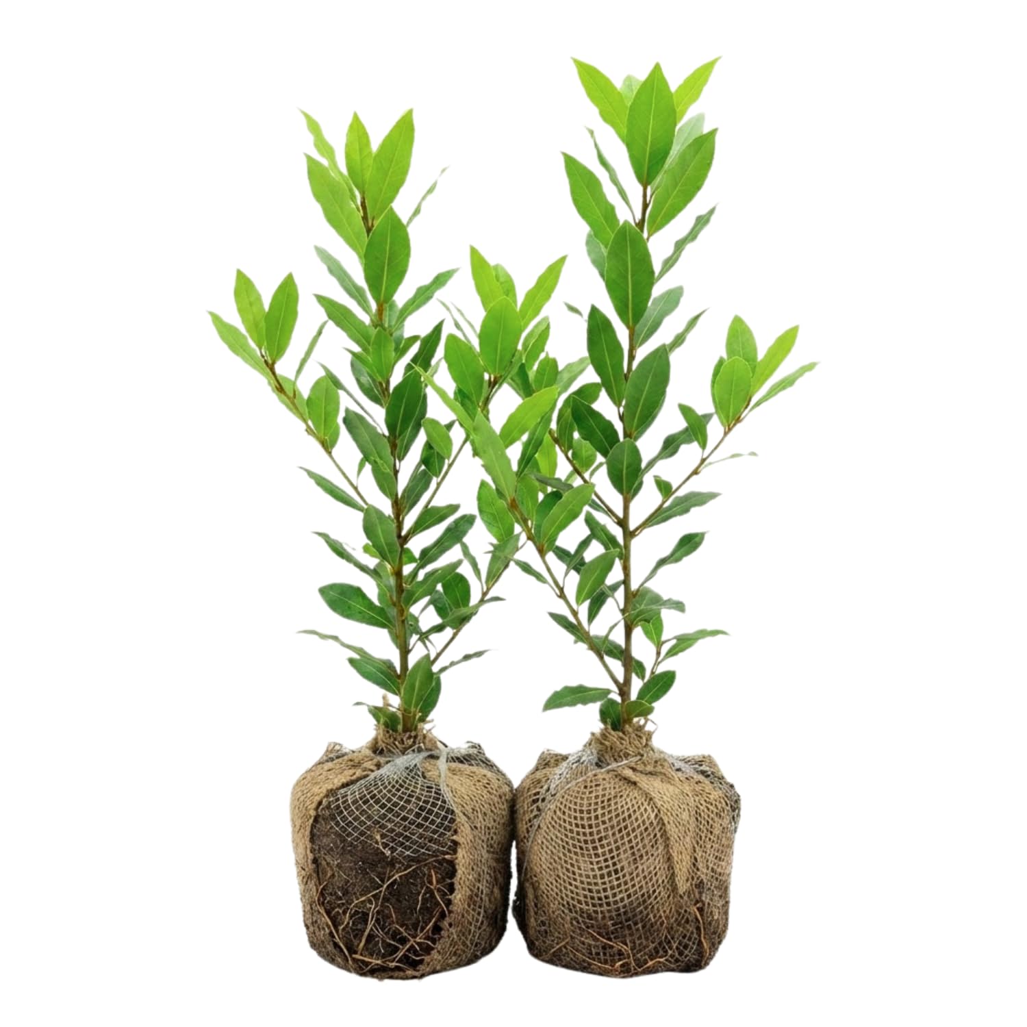 Amazon.com : Set of 2 Sweet Bay Laruel Trees Live Plants, Bay Leaf