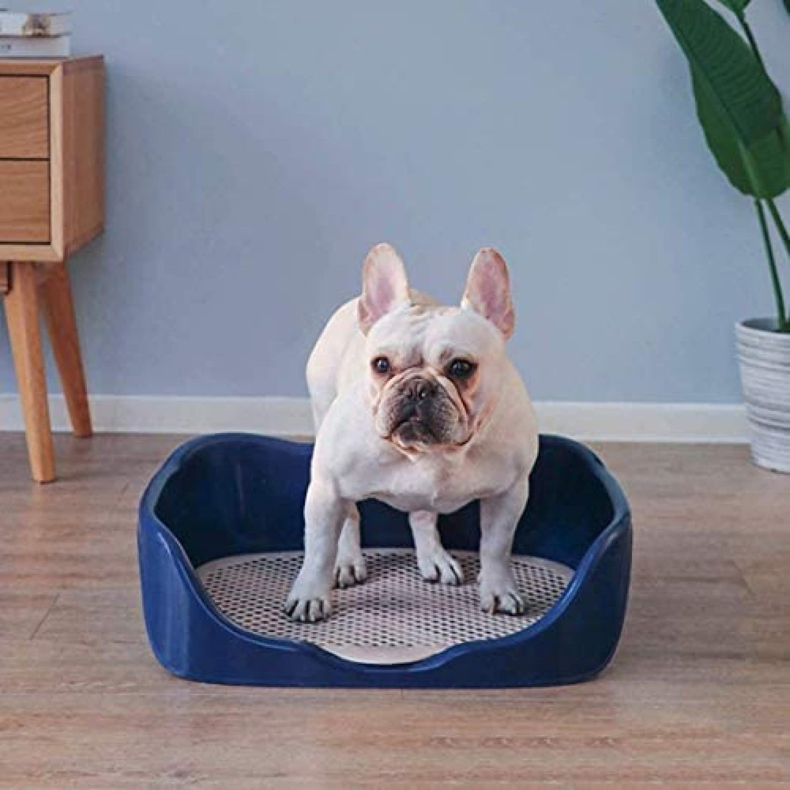 Hondenpoep hondentoiletten, hondentoilet voor binnen buiten toilet dier roze houder potje puppy trainingsbak met plaspaalbescherming simulatiemuur, rood, blauw, 44 x 38 x 18 cm