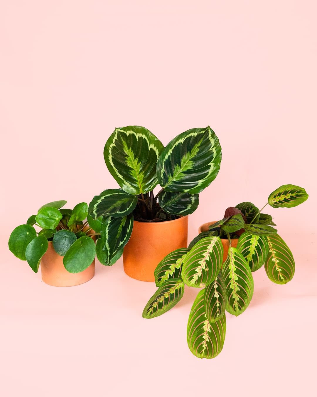 Pack 3x Plantas M Pet Friendly | Plantas Naturales | Pur Plant