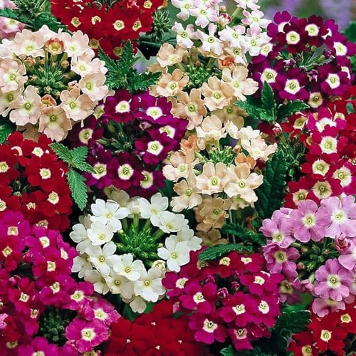 Image of Verbena Flower Seeds - Easy to Grow, Vibrant Long-Blooming Annual Flowers for Garden, Patio, and Containers - Attracts Butterflies & Pollinators(Pack Of 50+ Seed)