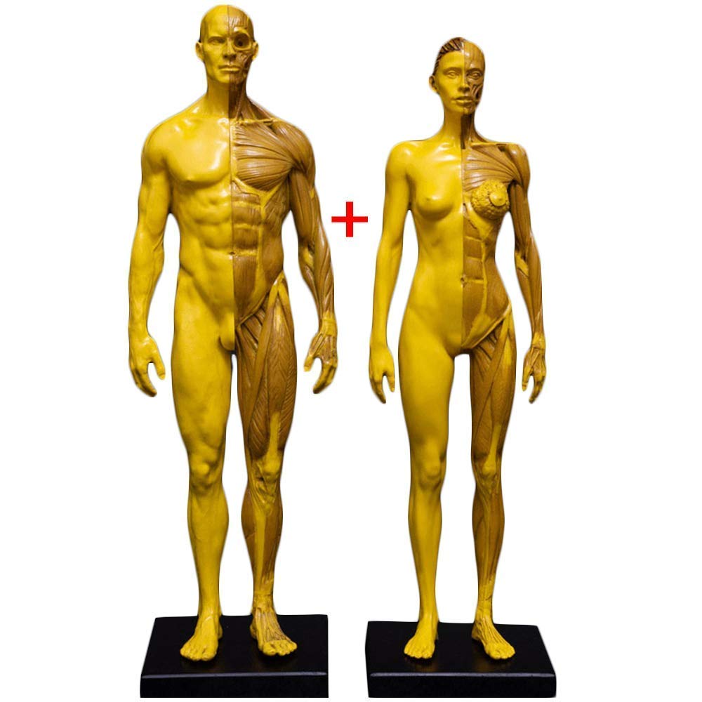 Modello Anatomico Figura Anatomica Femminile E Maschile - Figura Anatomica Umana Modello Anatomico Umano Muscolo Osso Corpo Umano Muscoloscheletrico (Combinazione)