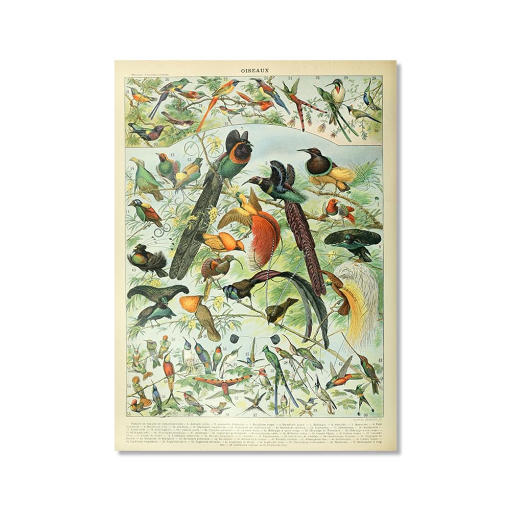 Amazon.co.jp: KUBAPIG ビンテージ鳥プリント 鳥類学 フランスの