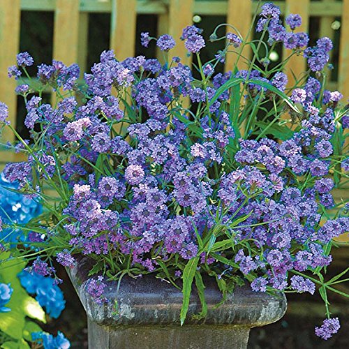 M-Tech Gardens Rare Verbena"Intensity" Hybrid 50 Seeds Pack (Fabulous impact in baskets)-picture-10