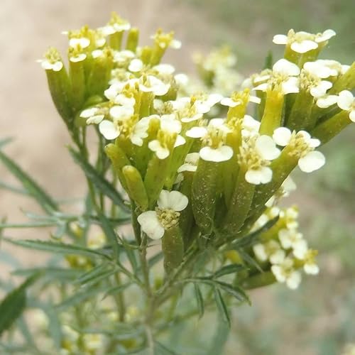 Caléndula de menta mexicana (Tagetes lucida) - Cultiva ahora o almacena para futuras plantaciones - Cápsula de 30 semillas