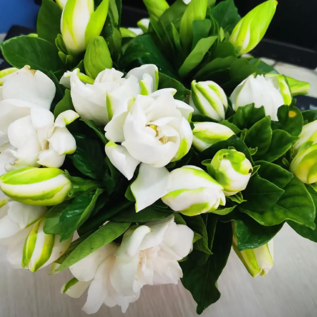 Amazon.com : Cape Jasmine Plants Indoor Live, 4 to 6 Inc Tall, 2