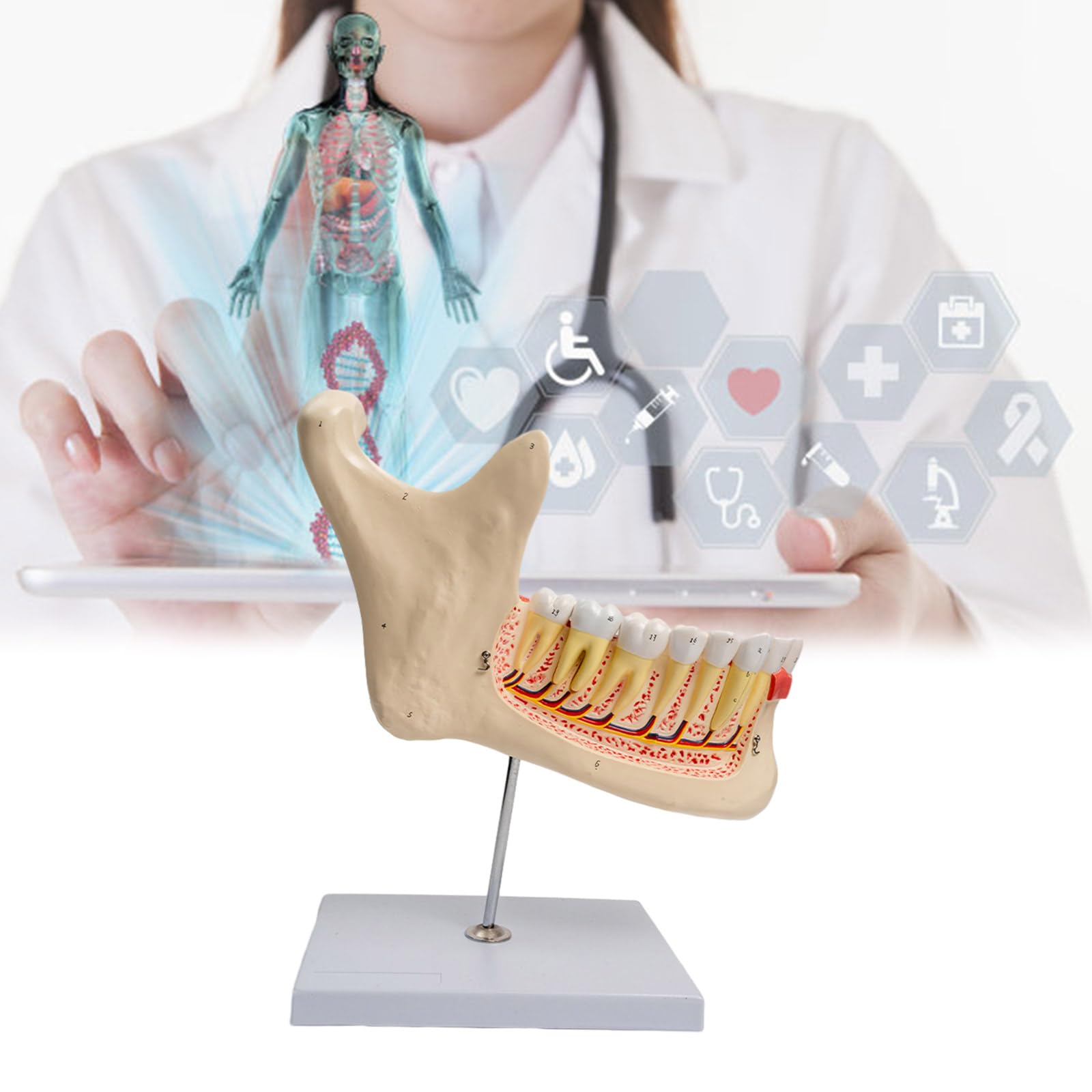 Aouzsta Human Lower Jawbone Teeth Anatomy Model for Diseases Study, Anatomical Mandible and Teeth Model Medical Teaching