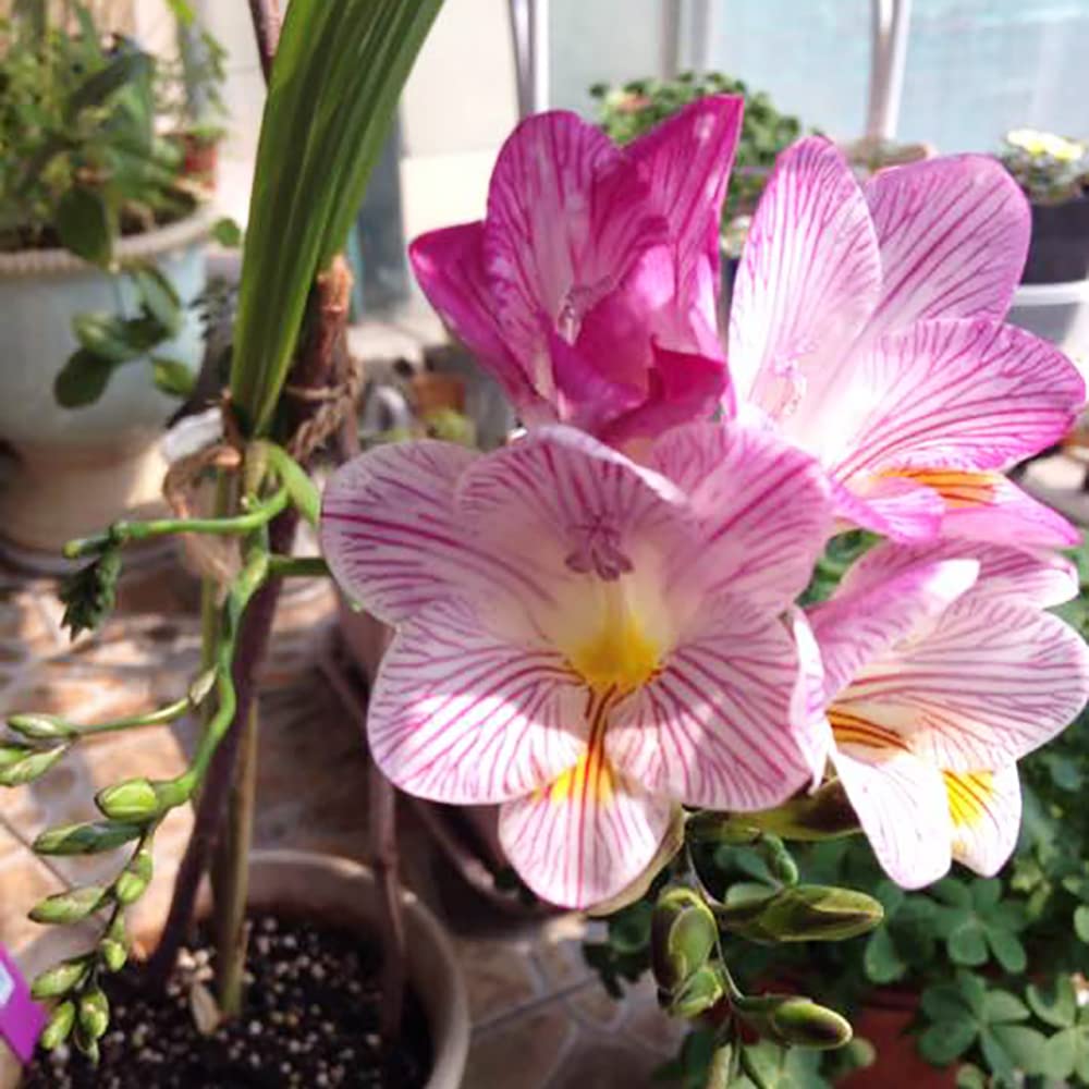 10pcs Zeldzame Freesia Bollen Perennial Bloembollen Potplanten Bollen Trekken Vogels Bijen Vlinders Stralen Charmante Geur