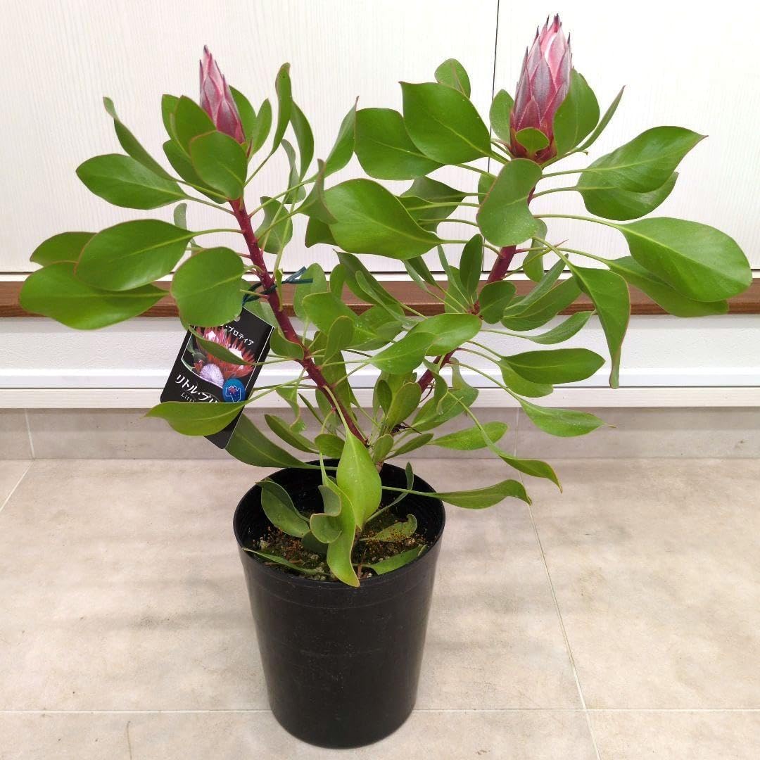 160cm 山野草 山採り 苗木 苗 クロモジ 薬効 ハーブ 癒やしの香り 庭木