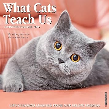 Willow Creek Press, What Cats Teach Us 2026 Wall Calendar