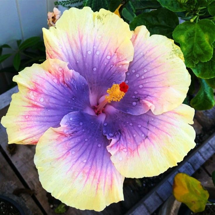 Four-Season Ornamental Hibiscus – High Survival Rate Rootstock – Versatile for Indoor and Garden Cultivation/that Grow Fast/Golden Jade Carving-1 Root-D