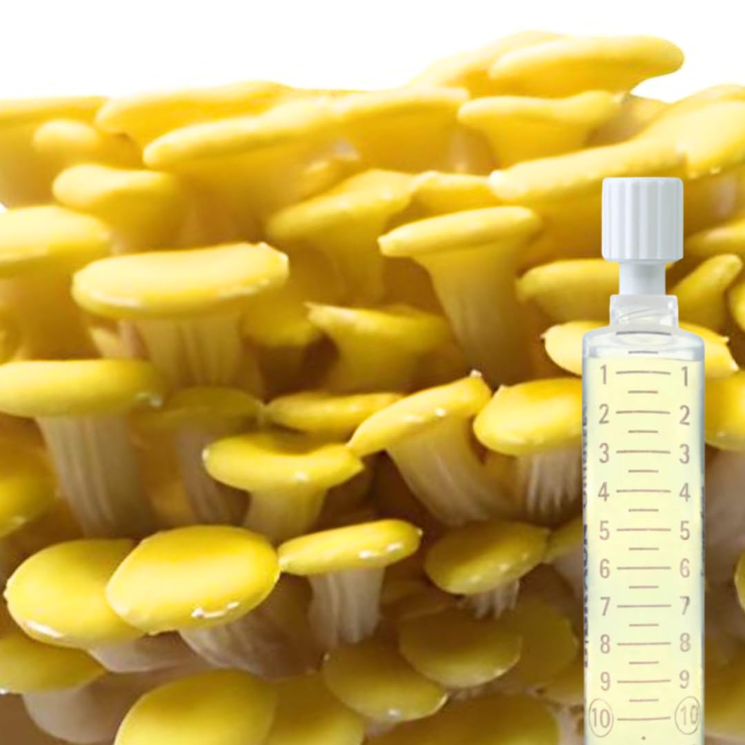 Flüssigmyzel 5er Set 10 ml – Pilzzucht Set mit Austernseitling, Kräuterseitling, Rosenseitling, Limonenseitling und Igel-Stachelbart – Myzelspritzen für Körnerbrut und Substrate