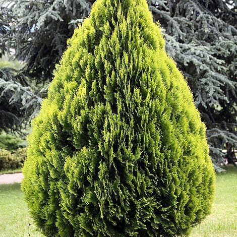 Platycladus orientalis 'Aurea Nana' – Dwarf Golden Chinese Arborvitae, Compact Evergreen Shrub, Ideal for Small Gardens, 3X 1 Litre Pot by Thompson and Morgan