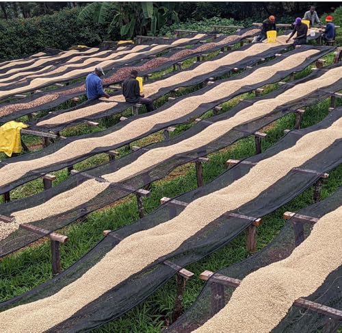 Image of Decaf Mexico Unroasted Specialty Green Coffee Beans - Single Origin 100% Arabica - Bulk Wholesale Pricing (33 Pound Bag /15kg)